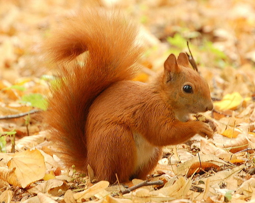 red-squirell