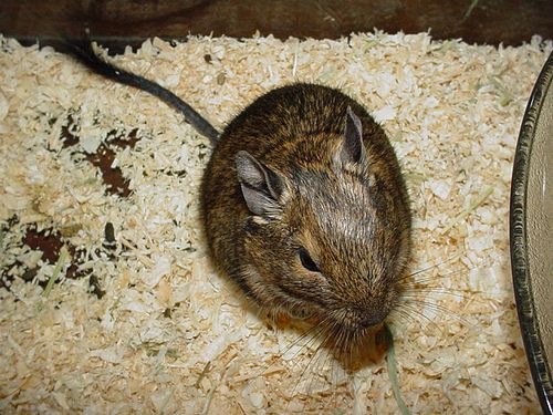 i-love-degu