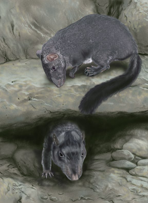 Laoszi sziklapatkány (Laonastes aenigmamus)