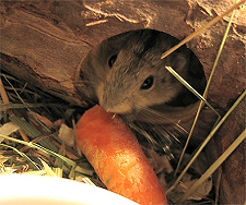 sztyeppi lemming