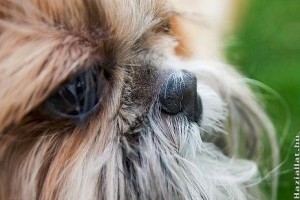 Kutya orrcimpa műtétje