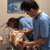 Hogyan történik a vemhes kutya ultrahangos vizsgálata?