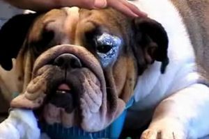 A bulldog szemhéj-rendellenessége