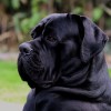 Cane Corso: aktív és intelligens örző-védő kutya