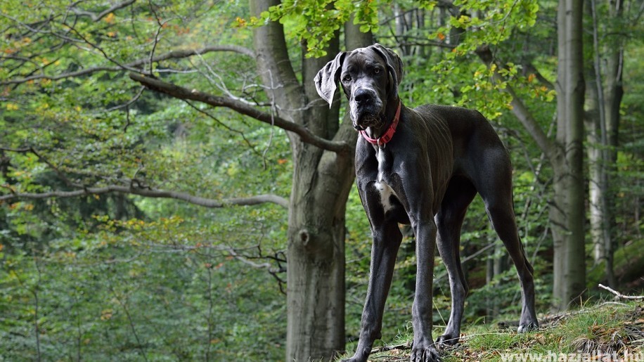 Német dog: a szelíd óriás