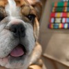 Az angol bulldog szelíd és gyerekszerető kutya