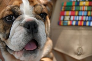 Az angol bulldog szelíd és gyerekszerető kutya