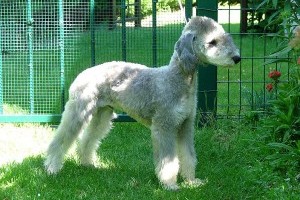 Bedlington terrier, gyors és energikus kutyafajta