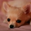 Csivava (Chihuahua), az életvidám kutya