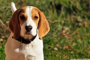 Beagle, a tanulékony és játékos vadászkutya