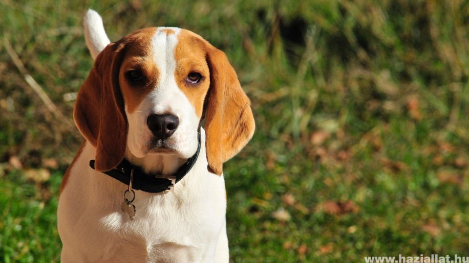 Beagle, a tanulékony és játékos vadászkutya