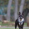 Boston terrier: harci kutyából vált ölebbé
