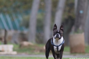 Boston terrier: harci kutyából vált ölebbé