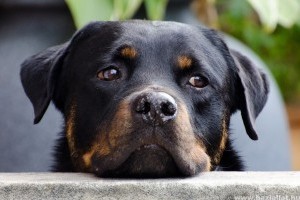 Rottweiler: tömör testű, csupa izom őrző-védő kutya