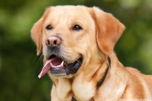 Labrador retriever, a tanulékony kutya