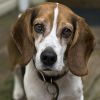 Beagle, a jámborság kopója