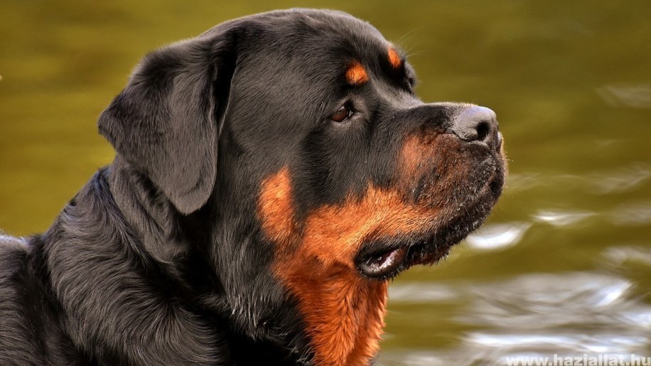 Rottweiler: kitartó, bátor és intelligens kutya