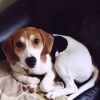 Beagle, a kis vadászkutya