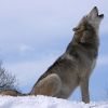 A fajok eredete: a farkasoktól a szalonagárig