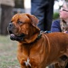 Bordeaux-i dog, az egyik legősibb francia kutyafajta