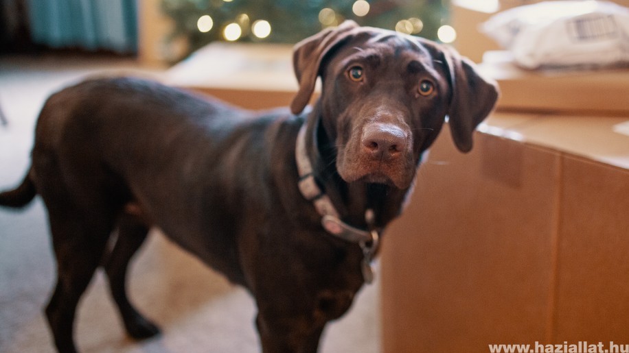 Labrador retriever: van jelentősége a szőre színének?