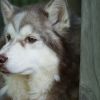 Az alaszkai malamut kutyakiállításra való beidomítása