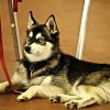 Kutyafajták: az alaszkai klee kai