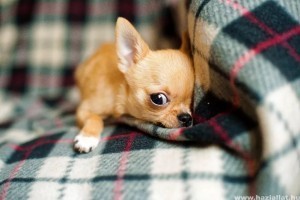 Csivava: minden, amit tudnod kell a legkisebb termetű kutyáról