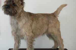 Kutyafajták: a cairn terrier