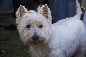 Westie: West Highland White Terrier, akiből skót whisky reklám lett