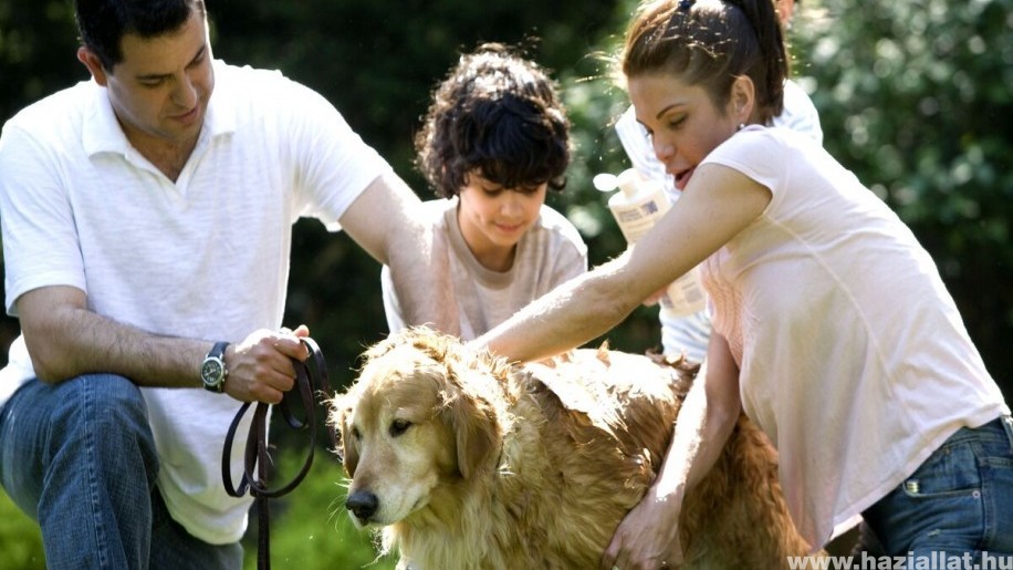 Melyik a legjobb család- és gyerekbarát kutyafajták?