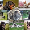 Top 10 kutyafajta: őket keresték a legtöbbet a neten