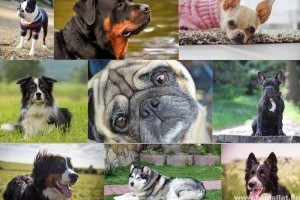 Top 10 kutyafajta: őket keresték a legtöbbet a neten