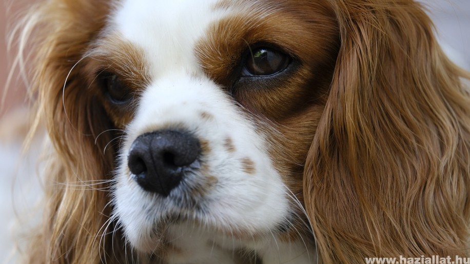 5 kutyafajta, amiből lelki támogató kutyát lehet nevelni
