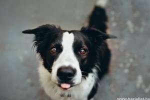 Border collie: 7 dolog, amit tudnod kell erről a kutyafajtáról