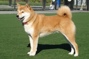 Shiba-inu, a japán labdabolond kutya