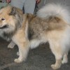 Eurázsiai kutya, a tundratájak nélkülözhetetlen kutyája