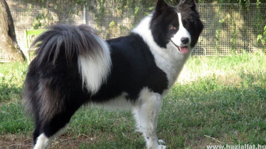 Jakut lajka: az okos és védelmező szánhúzó kutya