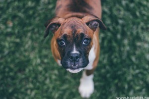 Boxer: a bátor, jóindulatú és játékos kutya