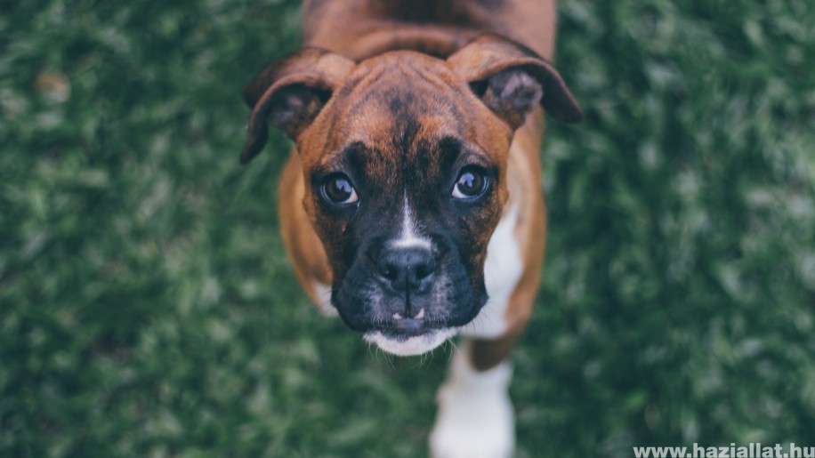 Boxer: a bátor, jóindulatú és játékos kutya