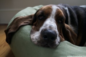Basset hound, a vérbeli arisztokrata kutya