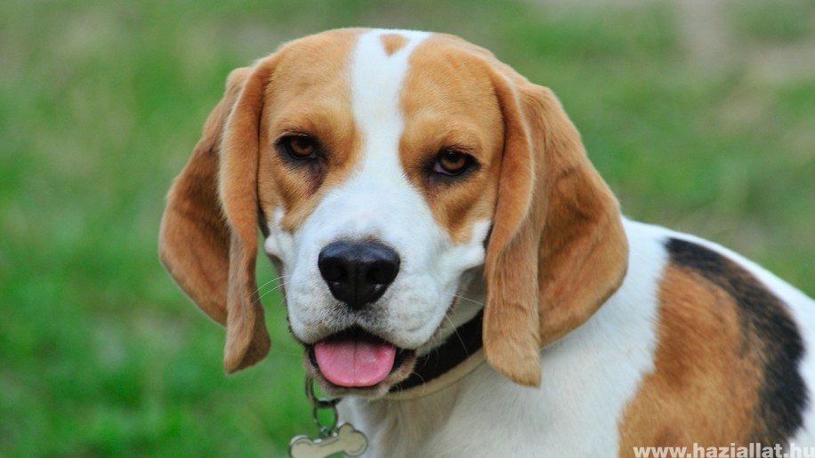Beagle: bátor és kitartó kutya
