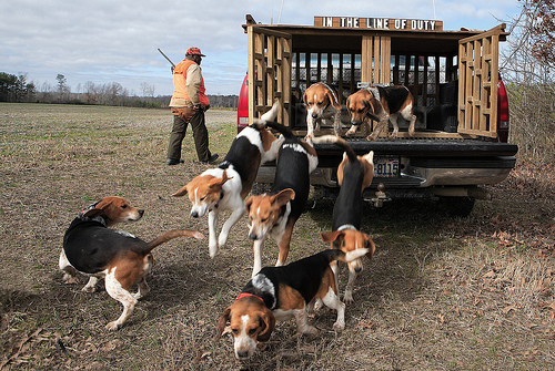 Vadászaton a beagle-k