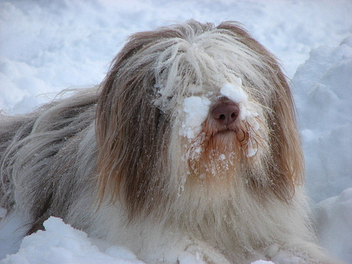 bearded-collie