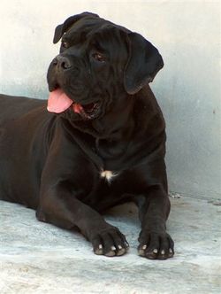 cane-corso