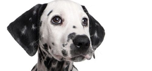 Dalmata