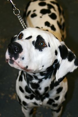 Dalmata