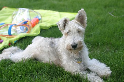 foxterrier-a-fuben