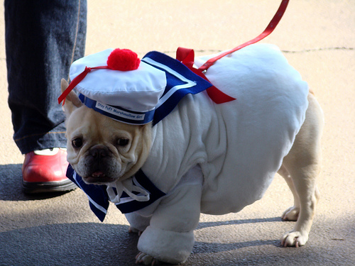 kutyafajta, francia bulldog, állat, kutya