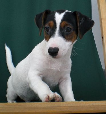 Jack russel terrier kölyök